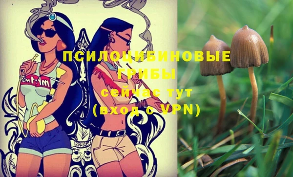 гашик Тихвин